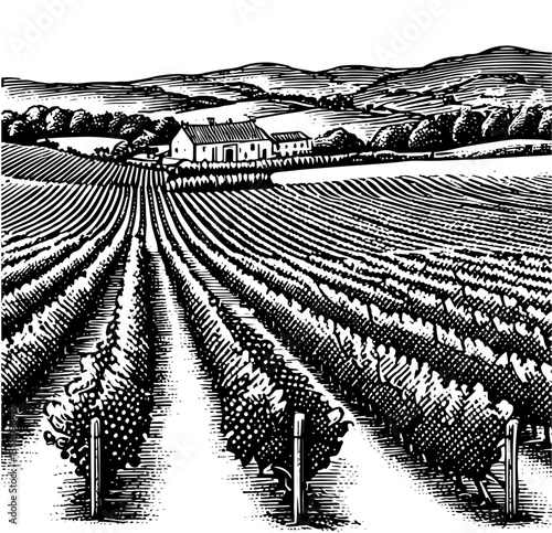 A black and white woodcut style illustration of a vineyard black and white vintage wine label