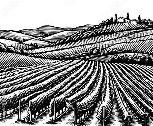 A black and white woodcut style illustration depicting a vineyard in a hilly landscape. The rows of grape vines are meticulously detailed black and white vintage wine label