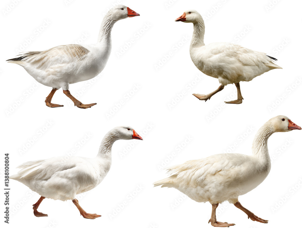 Elegant Chinese Goose Side View