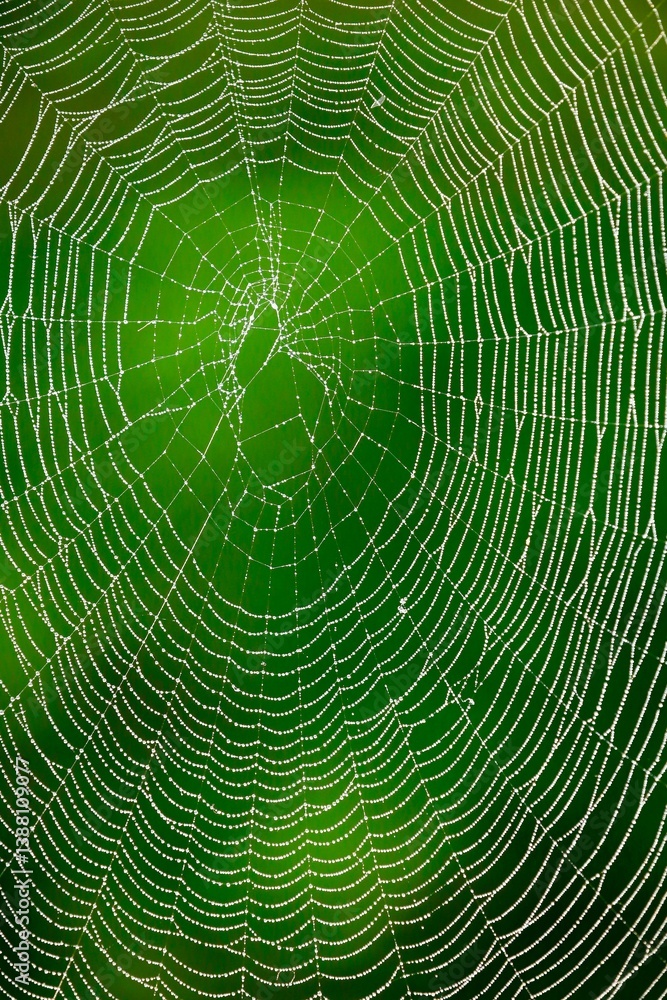a perfect spider web a perfect spider web