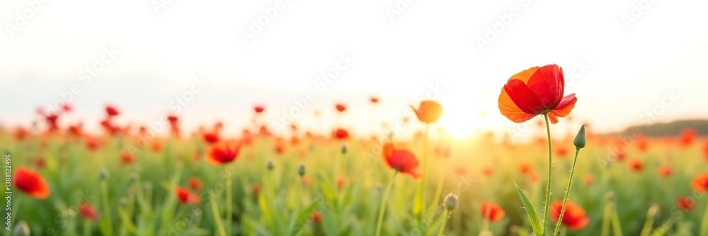 Fototapeta premium A solitary poppy isolated on white background, background, field, flower