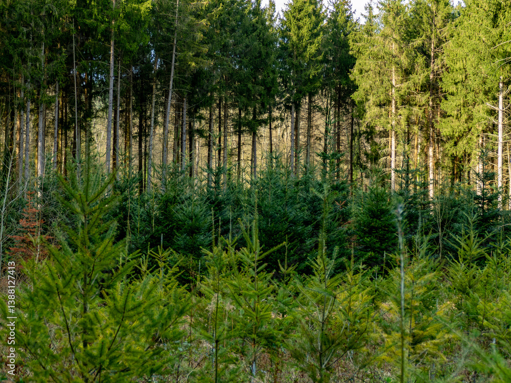 Wiederaufforstung im Mischwald im Frühjahr Wiederaufforstung im Mischwald im Frühjahr