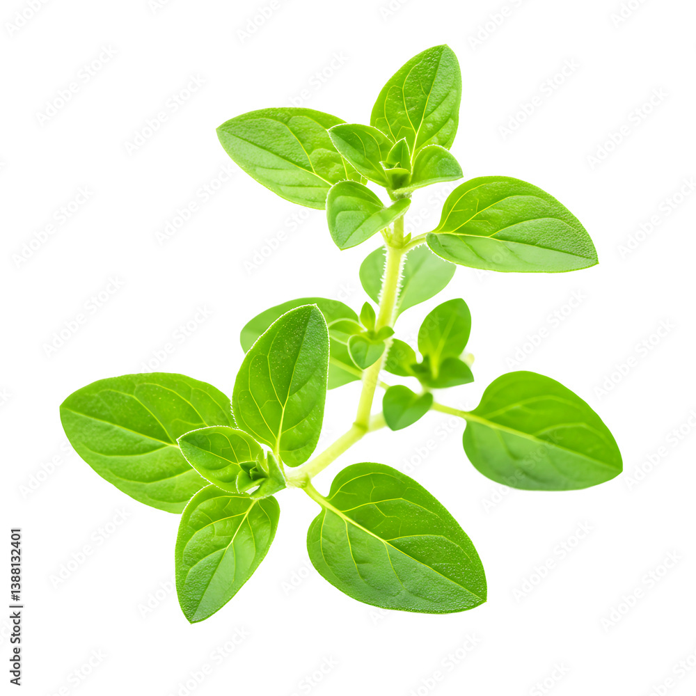 Fresh Oregano Leaves Bunch On Transparent Background
Fresh Oregano Leaves Bunch On Transparent Background