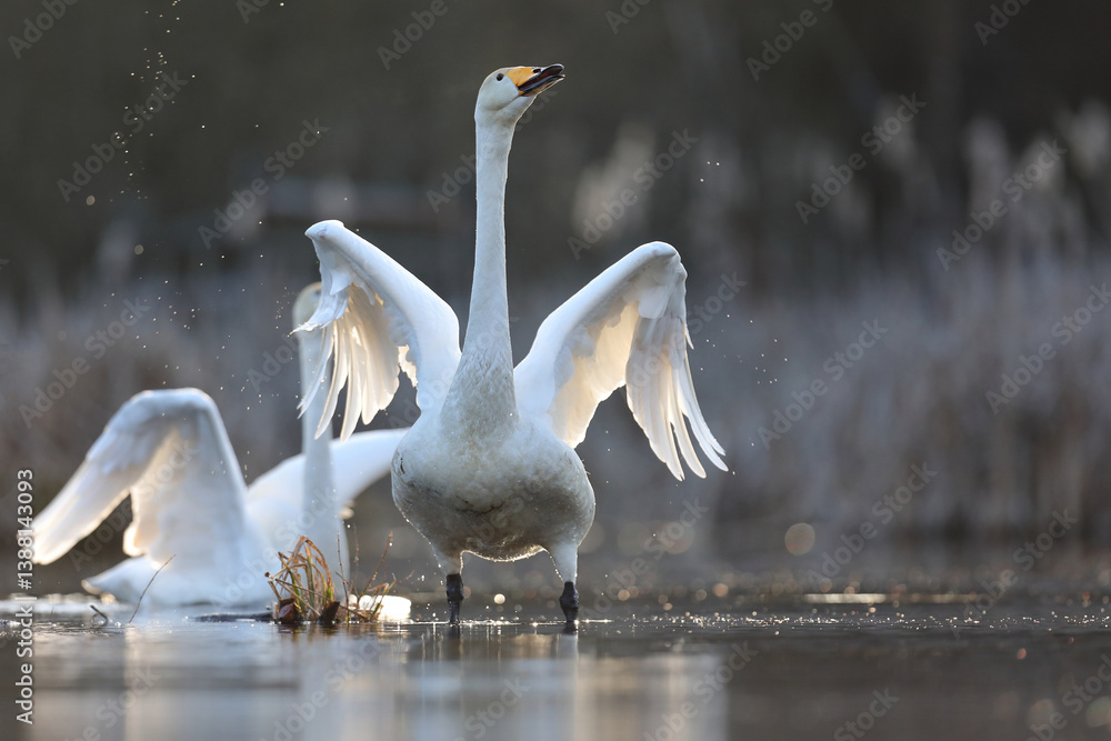 Łabędź krzykliwy (Cygnus cygnus)