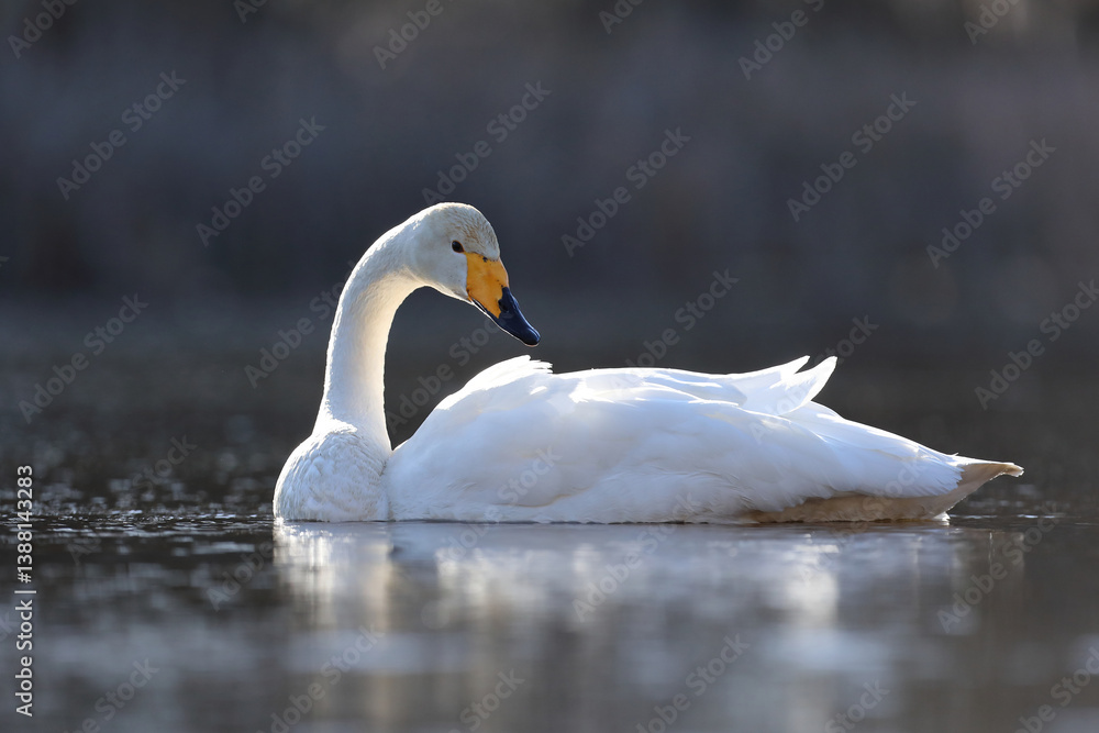 Łabędź krzykliwy (Cygnus cygnus)