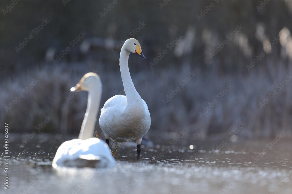 Łabędź krzykliwy (Cygnus cygnus)