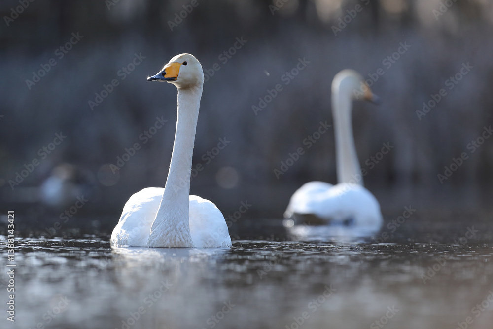 Łabędź krzykliwy (Cygnus cygnus)