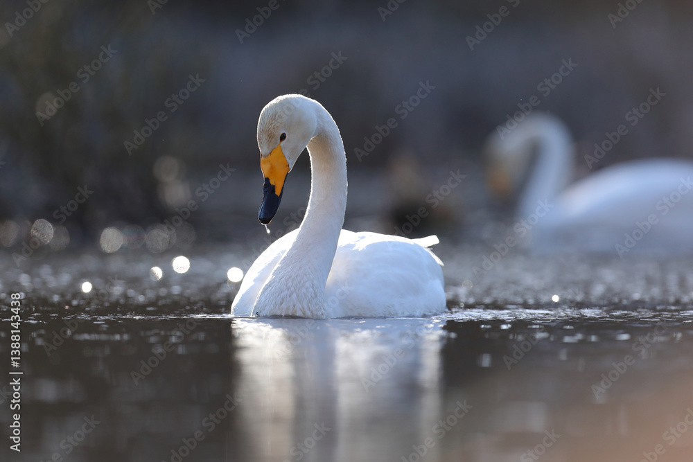 Łabędź krzykliwy (Cygnus cygnus)