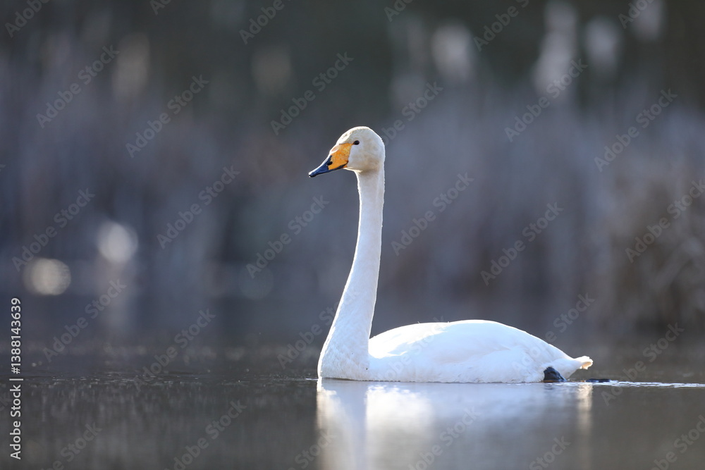 Łabędź krzykliwy (Cygnus cygnus)