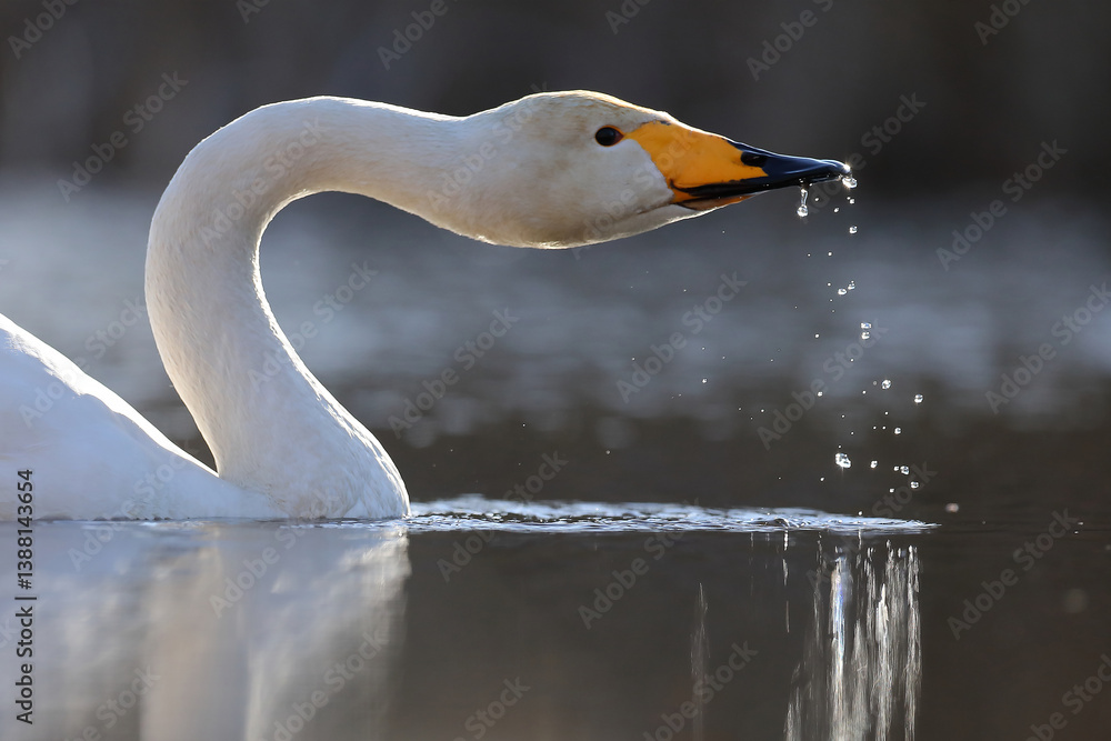 Łabędź krzykliwy (Cygnus cygnus)