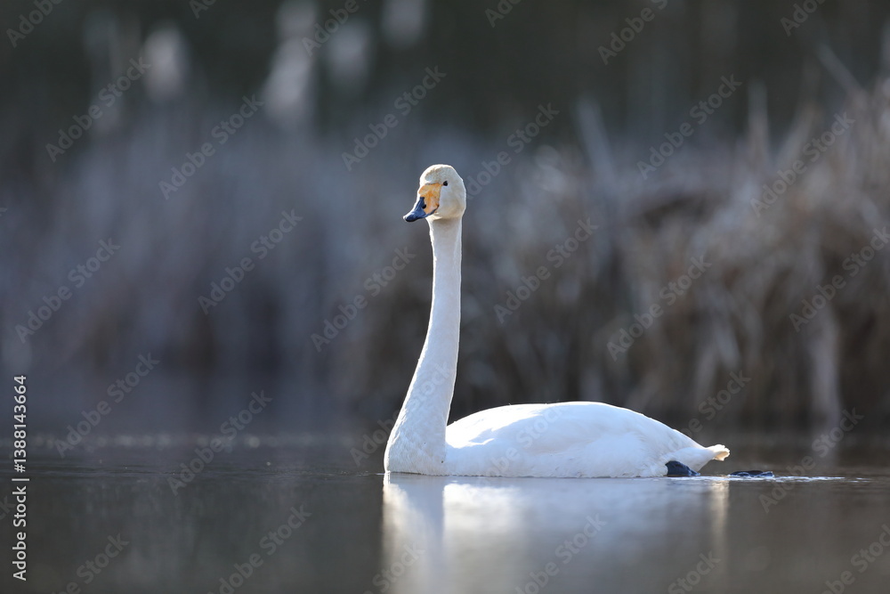 Łabędź krzykliwy (Cygnus cygnus)