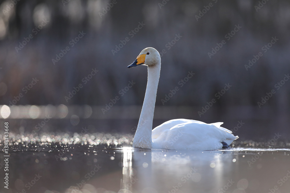 Łabędź krzykliwy (Cygnus cygnus)