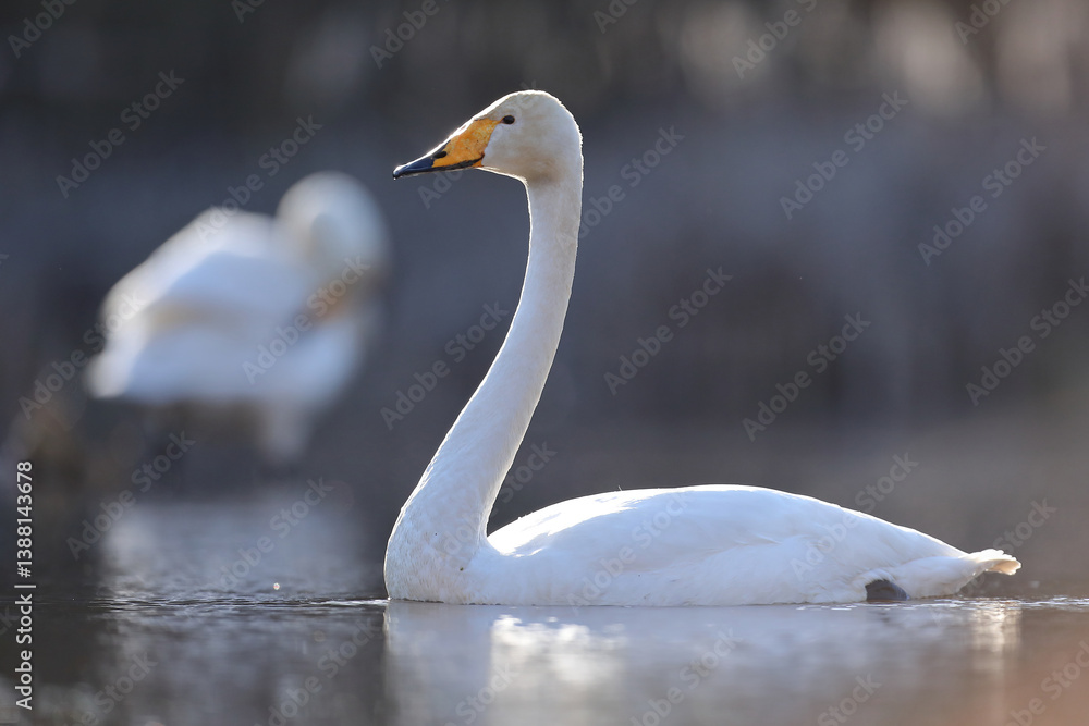 Łabędź krzykliwy (Cygnus cygnus)