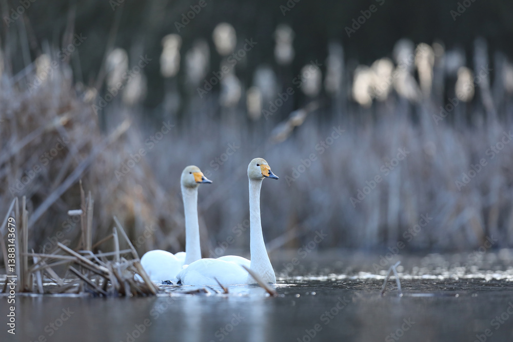 Łabędź krzykliwy (Cygnus cygnus)