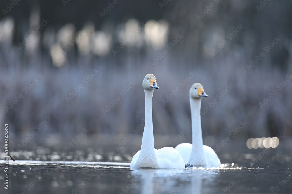 Łabędź krzykliwy (Cygnus cygnus)