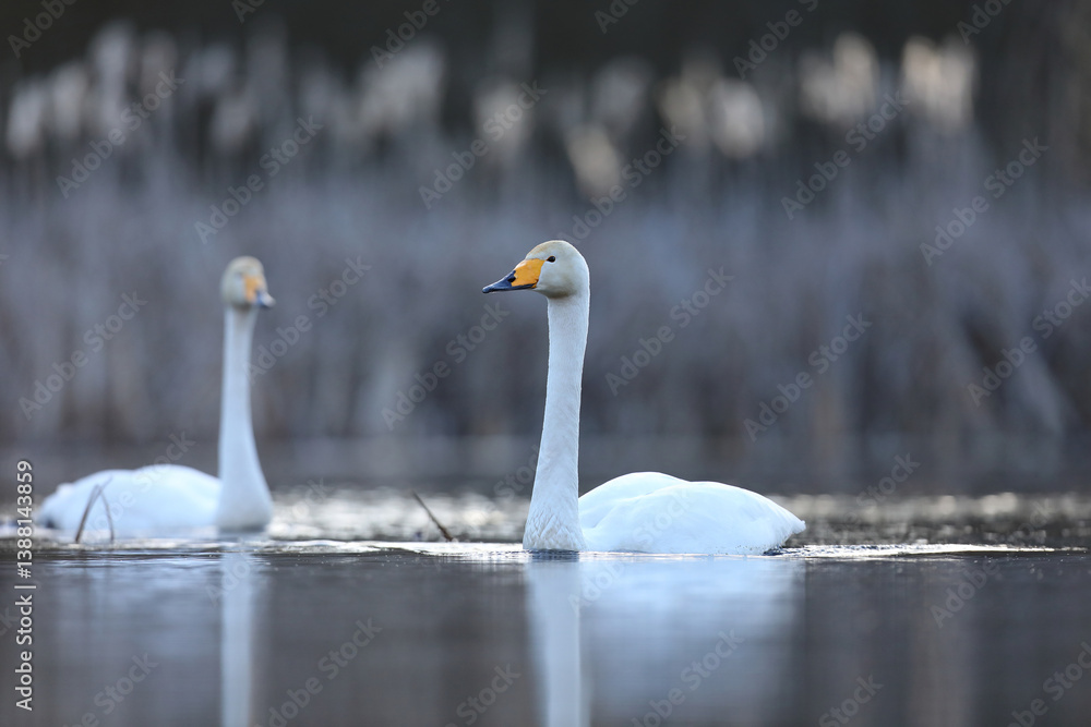 Łabędź krzykliwy (Cygnus cygnus)