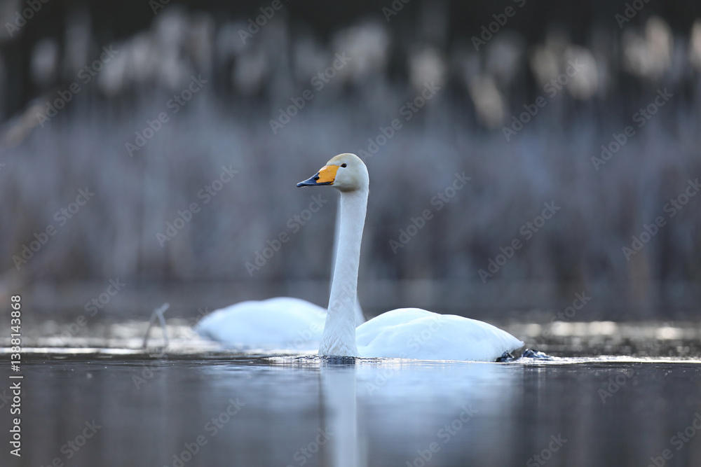 Łabędź krzykliwy (Cygnus cygnus)