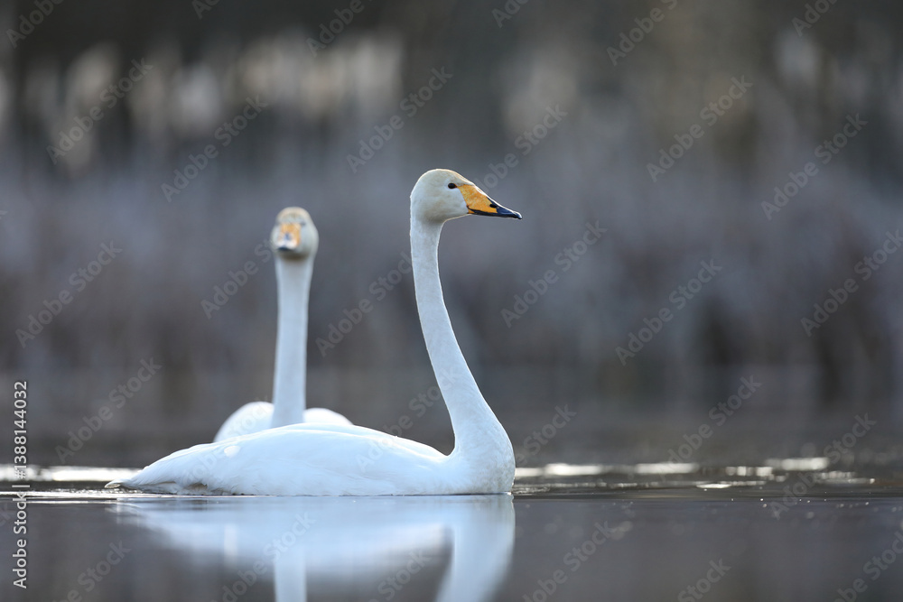 Łabędź krzykliwy (Cygnus cygnus)
