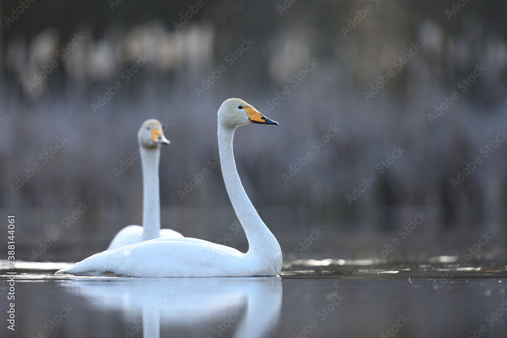 Łabędź krzykliwy (Cygnus cygnus)