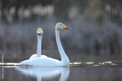 Łabędź krzykliwy (Cygnus cygnus)