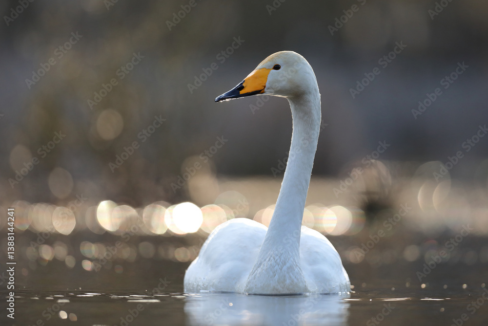Łabędź krzykliwy (Cygnus cygnus)