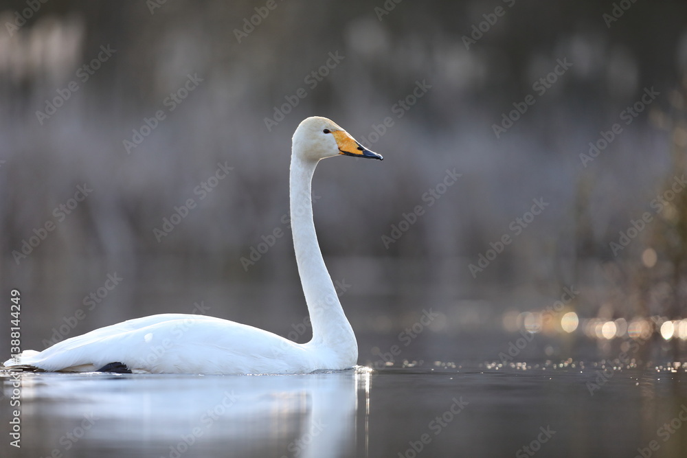 Łabędź krzykliwy (Cygnus cygnus)