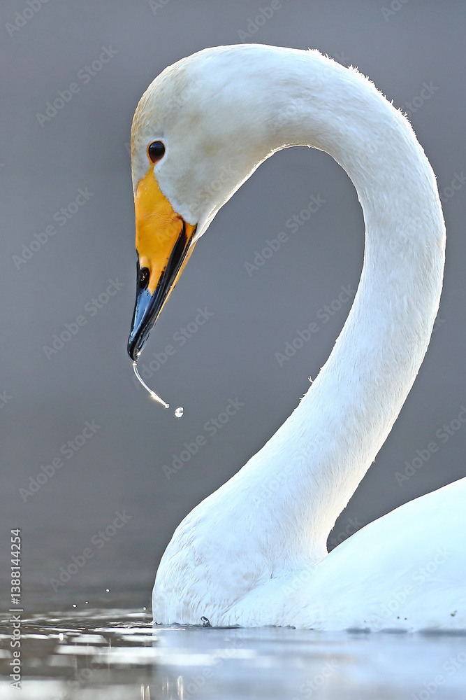 Łabędź krzykliwy (Cygnus cygnus)