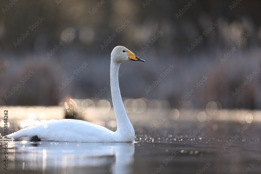 Łabędź krzykliwy (Cygnus cygnus)