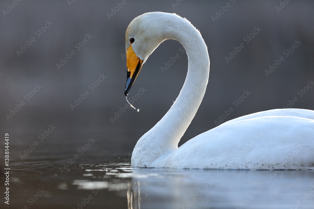 Łabędź krzykliwy (Cygnus cygnus)