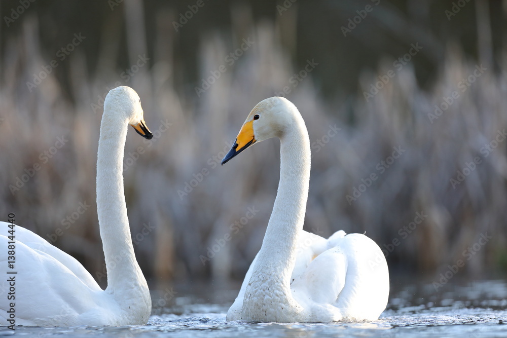 Łabędź krzykliwy (Cygnus cygnus)