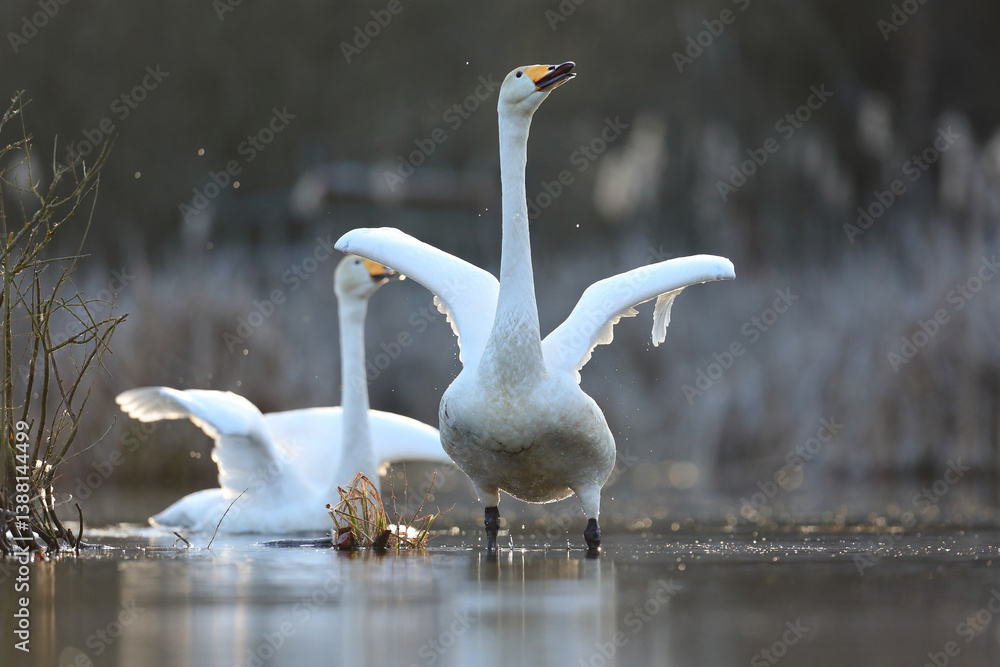 Łabędź krzykliwy (Cygnus cygnus)