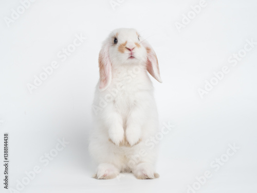 White cute holland lop rabbit standing isolated on white background. Lovely action of holland lop rabbit.