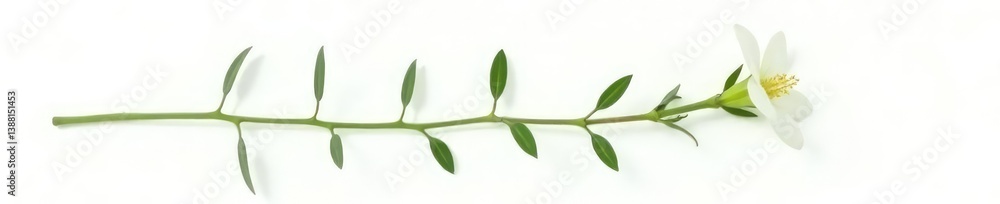 Obraz premium A single stem with leaves isolated on white background, isolated flower, green, white background