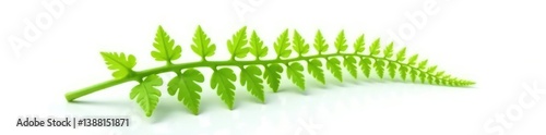 A single stem of fern isolated on white background, botanical garden, lush, isolated
