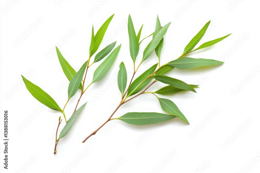 Fototapeta premium Fresh green eucalyptus leaves on white background