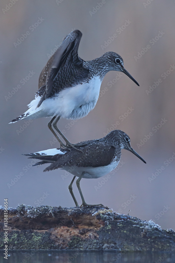 Samotnik (Tringa ochropus)