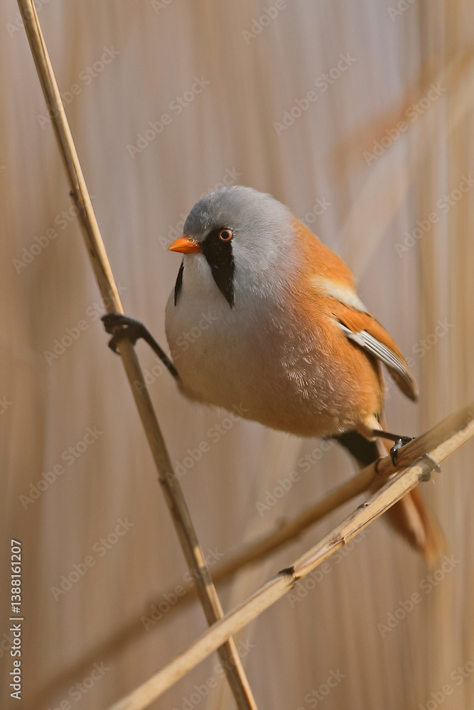 Wąsatka (Panurus biarmicus)