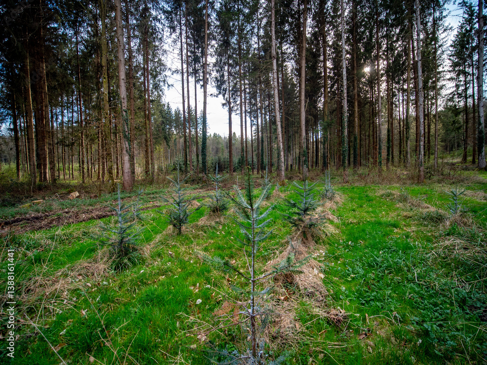 Obraz premium Wiederaufforstung im Mischwald im Frühjahr