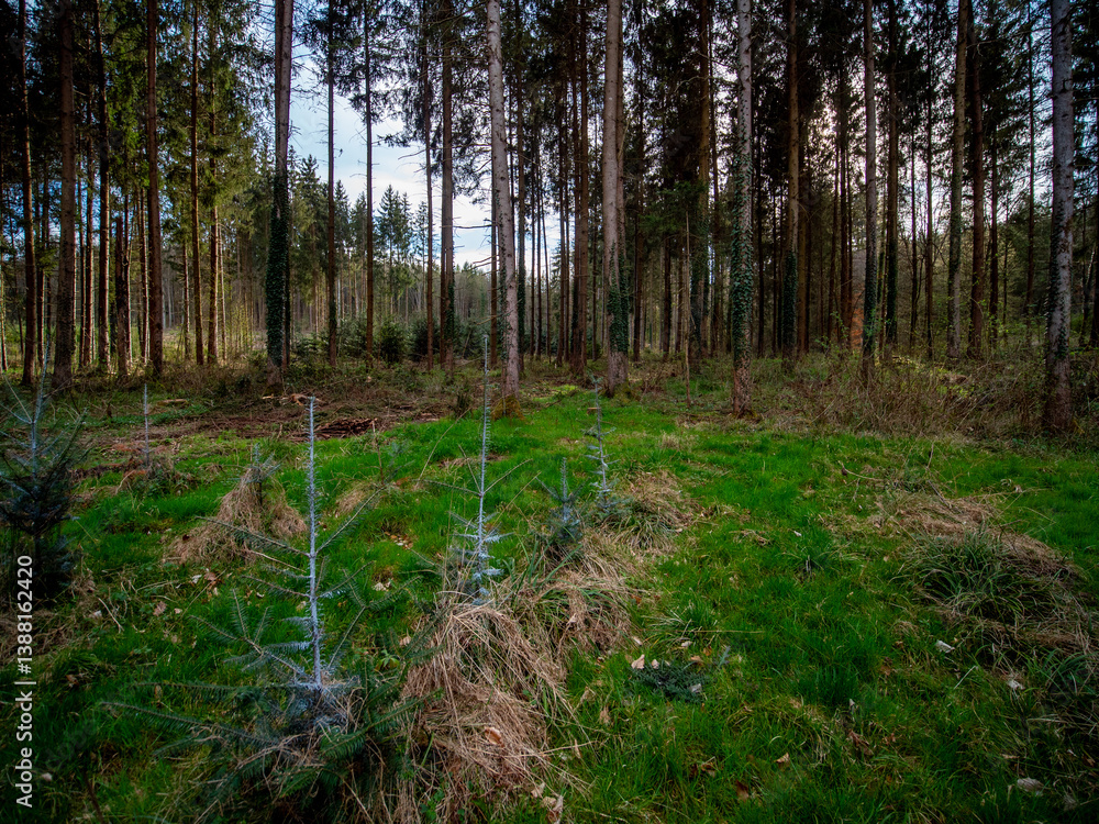 Obraz premium Wiederaufforstung im Mischwald im Frühjahr