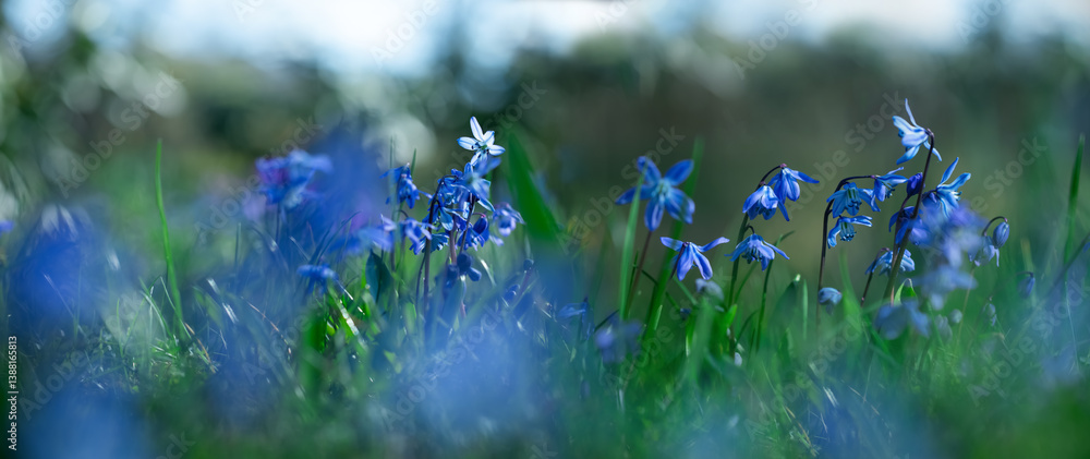 Cebula syberyjska, Scilla siberica in the garden