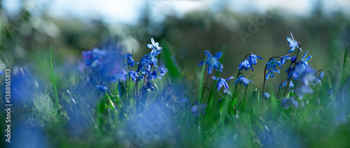 Obraz na płótnie Cebula syberyjska, Scilla siberica in the garden w salonie