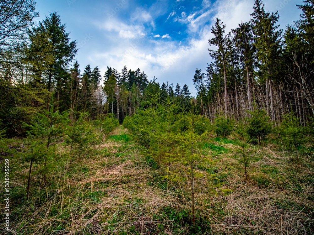 Wiederaufforstung im Mischwald im Frühjahr Wiederaufforstung im Mischwald im Frühjahr