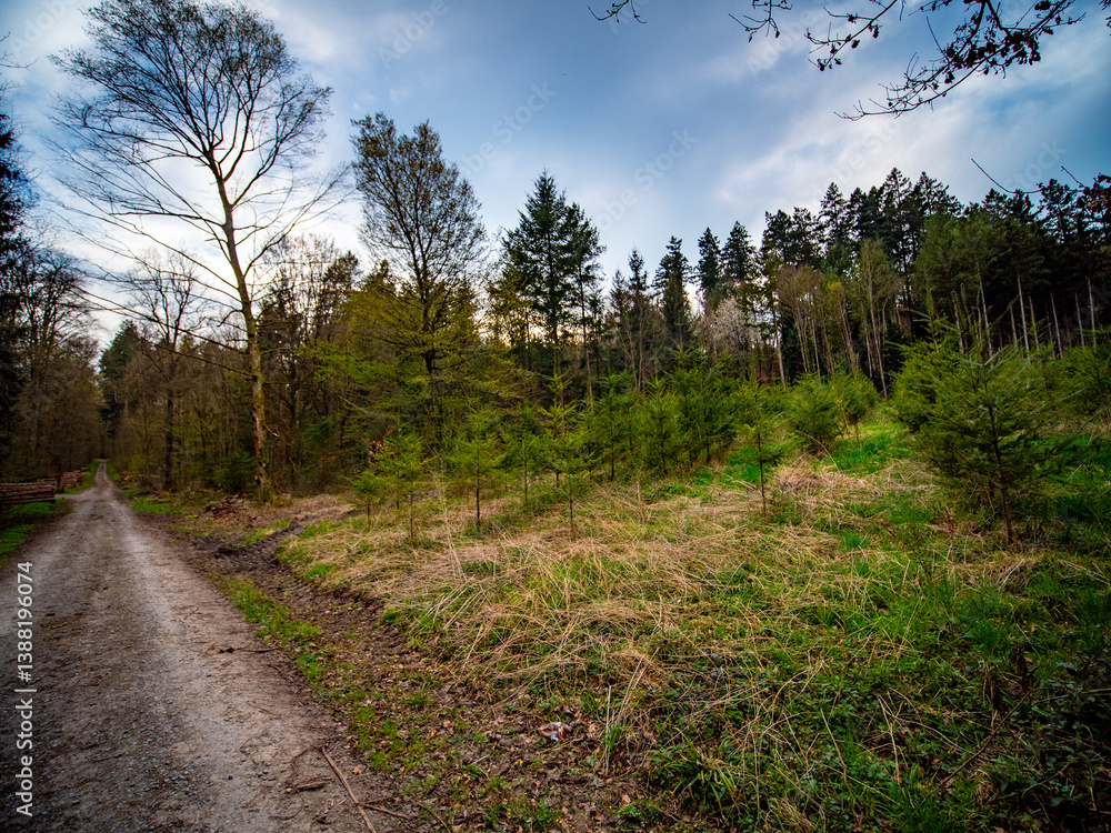 Obraz premium Wiederaufforstung im Mischwald im Frühjahr