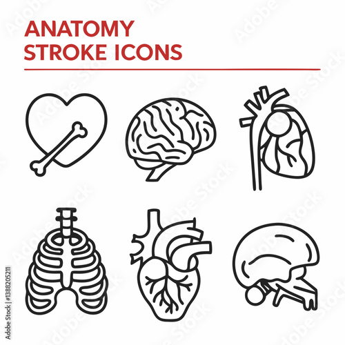 human brain anatomy