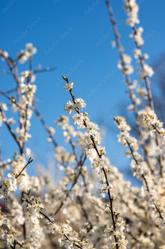 White blossoms on tree branches in sunlight. White blossoms on tree branches in sunlight.
