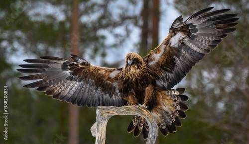 Golden eagle (Aquila chrysaetos) in forest