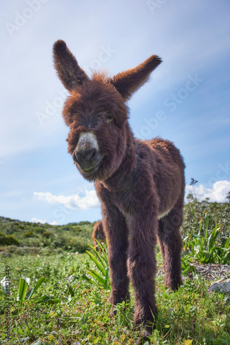Happy newborn donkey in the field