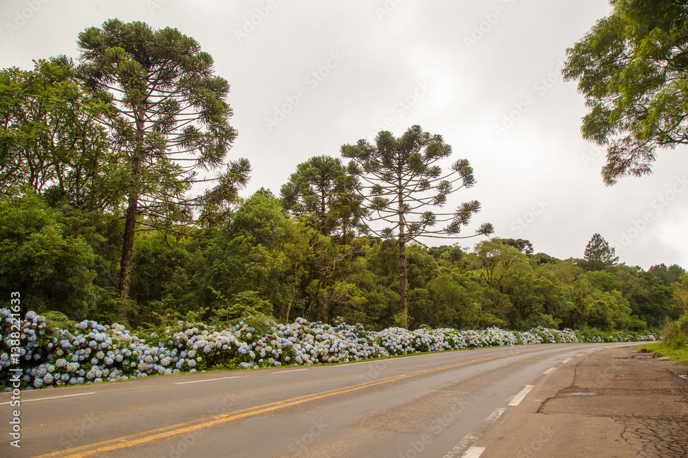 Beautiful Rota Romantica road with blooming blue Hydrangea (Hortensia) flowers and Araucaria trees, Gramado, Serra Gaucha, Rio Grande do Sul, Brazil