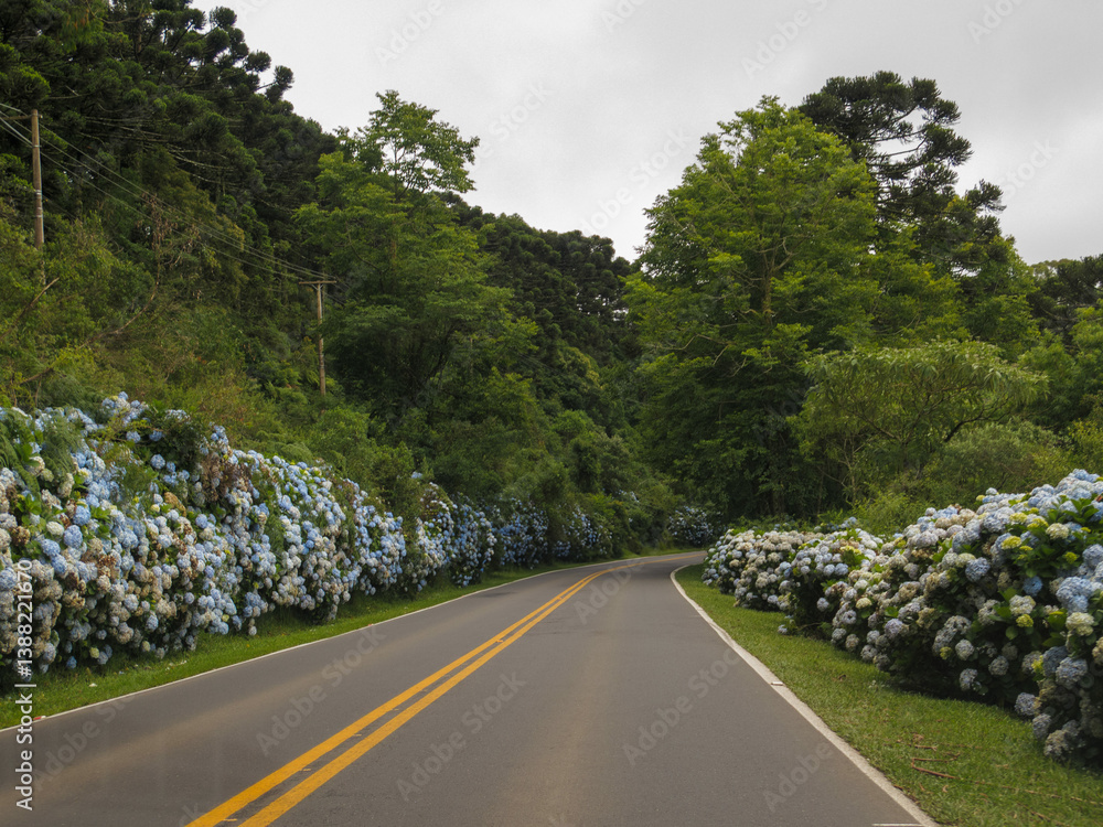 Beautiful Rota Romantica road with blooming blue Hydrangea (Hortensia) flowers, Gramado, Serra Gaucha, Rio Grande do Sul, Brazil
