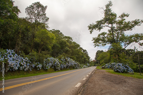 Beautiful Rota Romantica road with blooming blue Hydrangea (Hortensia) flowers, Gramado, Serra Gaucha, Rio Grande do Sul, Brazil